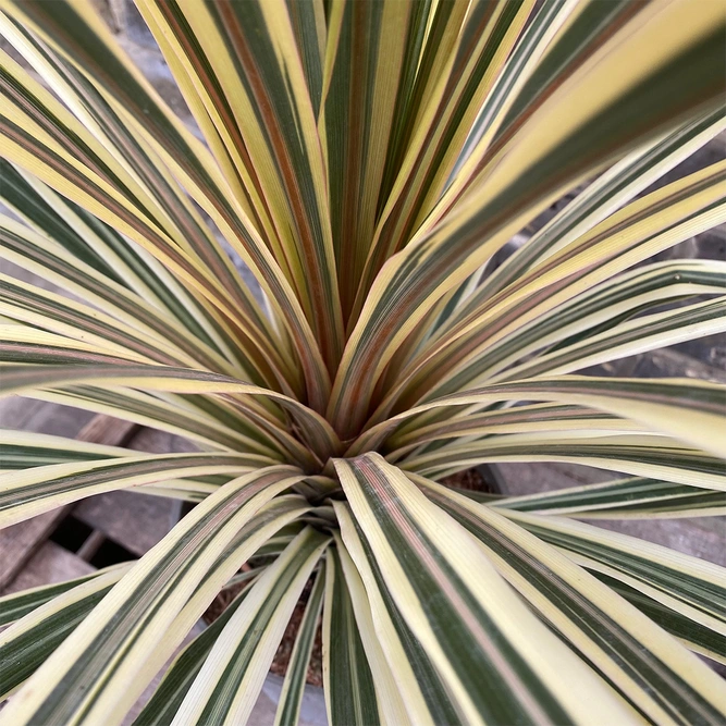 Cordyline australis 'Torbay Dazzler' (Pot Size 3L) Cabbage Palm - image 3