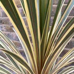 Cordyline australis 'Torbay Dazzler' (Pot Size 3L) Cabbage Palm - image 4