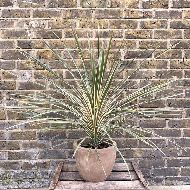 Cordyline australis 'Torbay Dazzler' (Pot Size 3L) Cabbage Palm - image 5