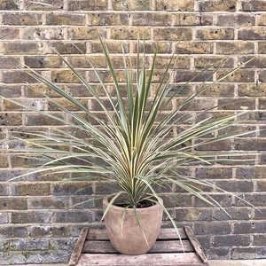 Cordyline australis 'Torbay Dazzler' (Pot Size 3L) Cabbage Palm - image 5