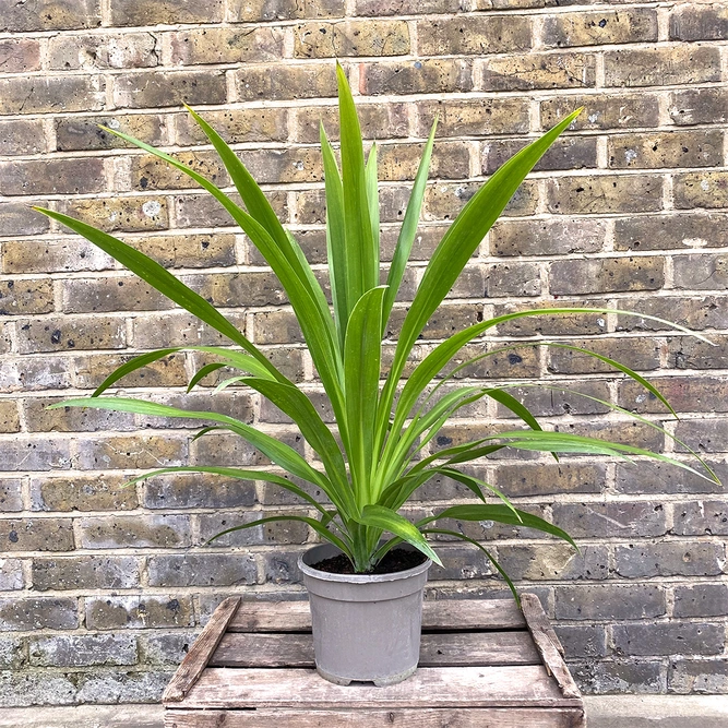 Cordyline 'Emerald Star' (Pot Size 7L) Cabbage Palm - image 2