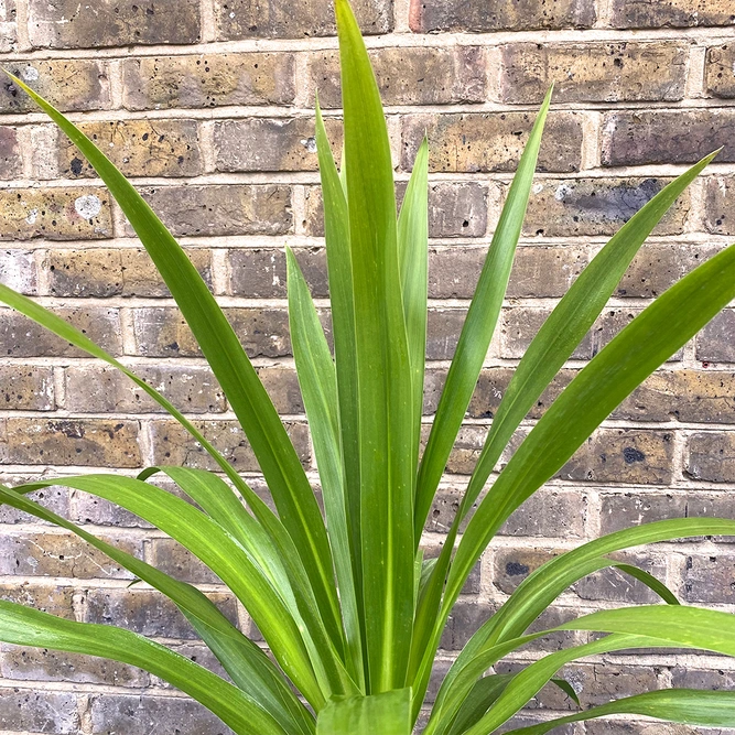 Cordyline 'Emerald Star' (Pot Size 7L) Cabbage Palm - image 1