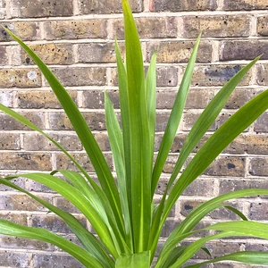 Cordyline 'Emerald Star' (Pot Size 7L) Cabbage Palm
