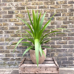 Cordyline 'Emerald Star' (Pot Size 7L) Cabbage Palm - image 3