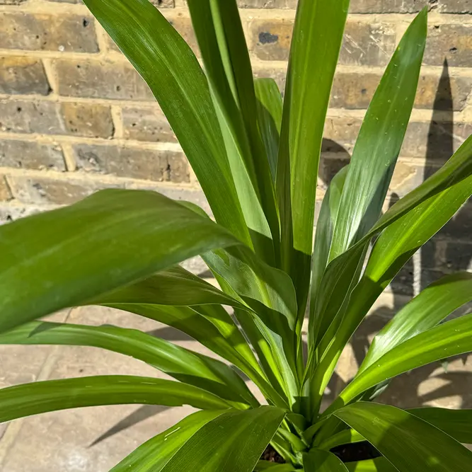 Cordyline 'Emerald Star' (Pot Size 23cm) Cabbage Palm - image 3