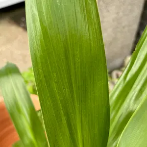Cordyline 'Emerald Star' (Pot Size 7L) Cabbage Palm - image 4