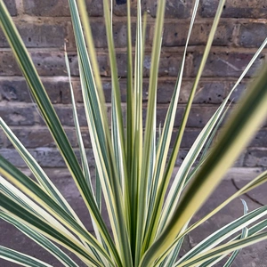 Cordyline 'Lime Passion' (Pot Size 3L) Lime Cordyline