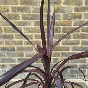 Cordyline 'Super Star' (Pot Size 23cm) Cabbage Palm