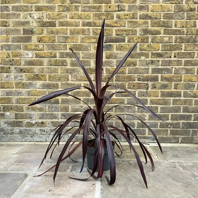 Cordyline 'Super Star' (Pot Size 23cm) Cabbage Palm - image 2