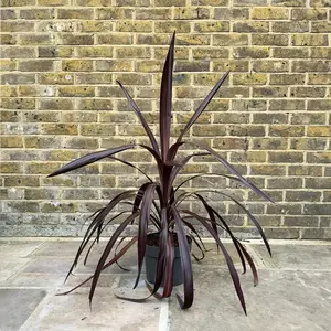 Cordyline 'Super Star' (Pot Size 23cm) Cabbage Palm - image 2