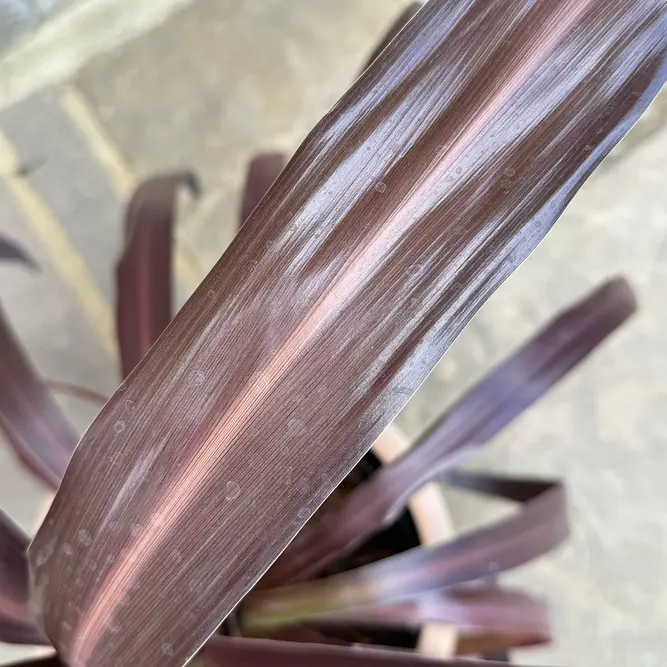 Cordyline 'Super Star' (Pot Size 23cm) Cabbage Palm - image 3