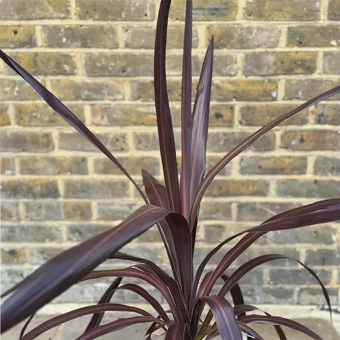 Cordyline 'Super Star' (Pot Size 23cm) Cabbage Palm - image 4
