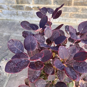 Cotinus coggygria 'Royal Purple' (3L) Smoke Tree - image 1