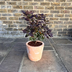 Cotinus coggygria 'Royal Purple' (3L) Smoke Tree - image 2