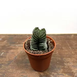 Crassula 'Buddah's Temple' (Pot Size 5.5cm)