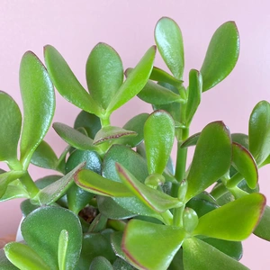 Crassula ovata (Pot Size 12cm) Jade/ Money plant