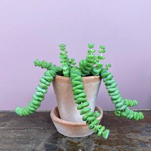 Crassula xrupestris f. marnieriana 'Hottentot' (Pot Size 6cm) Jade necklace vine