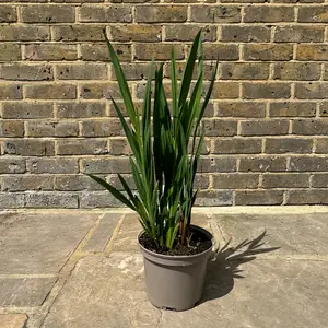Crocosmia ‘Lucifer’ (Pot Size 2L) Lucifer Montbretia - image 3