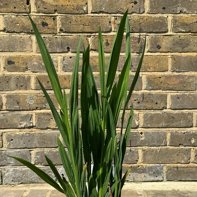 Crocosmia ‘Lucifer’ (Pot Size 2L) Lucifer Montbretia - image 4