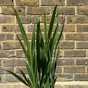 Crocosmia ‘Lucifer’ (Pot Size 2L) Lucifer Montbretia - image 4