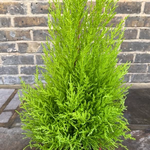 Pelargonium 'Scent Lemon' (Pot Size 12cm) Lemon Scented Geranium - image 2