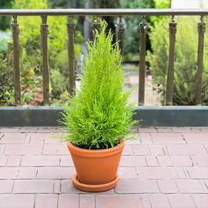 Pelargonium 'Scent Lemon' (Pot Size 12cm) Lemon Scented Geranium - image 5