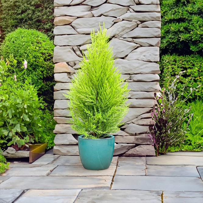 Cupressus 'Goldcrest Wilma' (Pot Size 10.5cm) Lemon Cypress - image 2