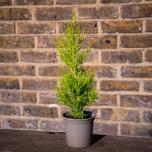 Cupressus macrocarpa 'Goldcrest' (Pot Size 11cm) - Golden Monterey Cypress - image 2
