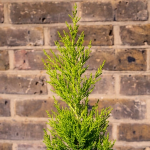 Cupressus macrocarpa 'Goldcrest' (Pot Size 11cm) - Golden Monterey Cypress - image 3