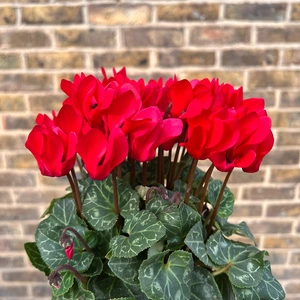 Cyclamen Compact 'Red' (Pot Size 10.5cm) - Persian Cyclamen