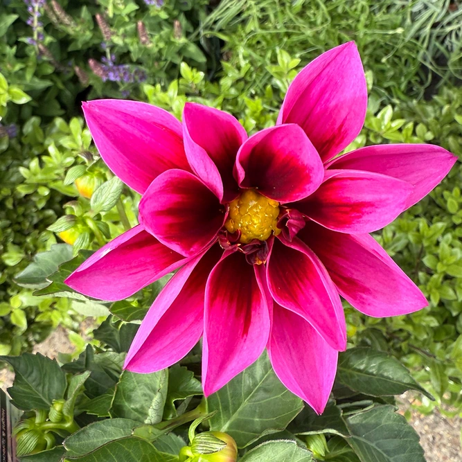 Dahlia ‘Dahlietta Surprise Demi’ (Pot Size 2L)
