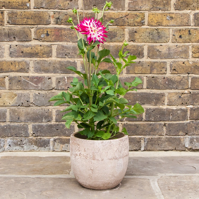 Dahlia Dutch Explosion plant