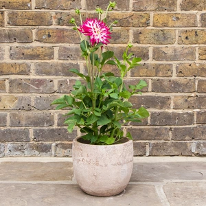 Dahlia Dutch Explosion plant