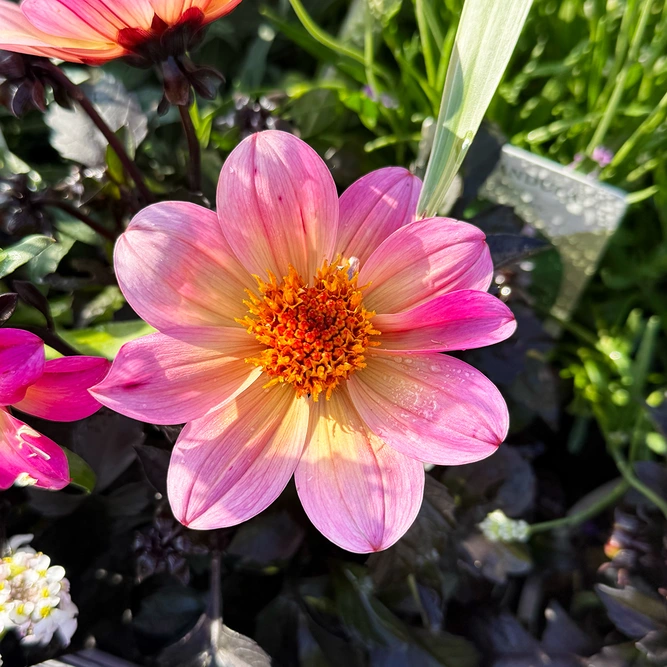 Dahlia ‘Happy Days Halo’ (Pot Size 2L)
