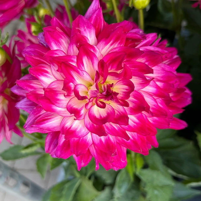 Dahlia 'Maggiore Purple' (Pot Size 19cm)