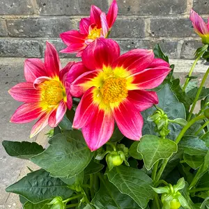 Dahlia 'Summer Red Bicolour' (Pot Size 17cm)
