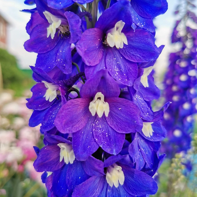 Delphinium 'Dark Blue with White Bee' (Pot Size 3ltr) Larkspur Perennial