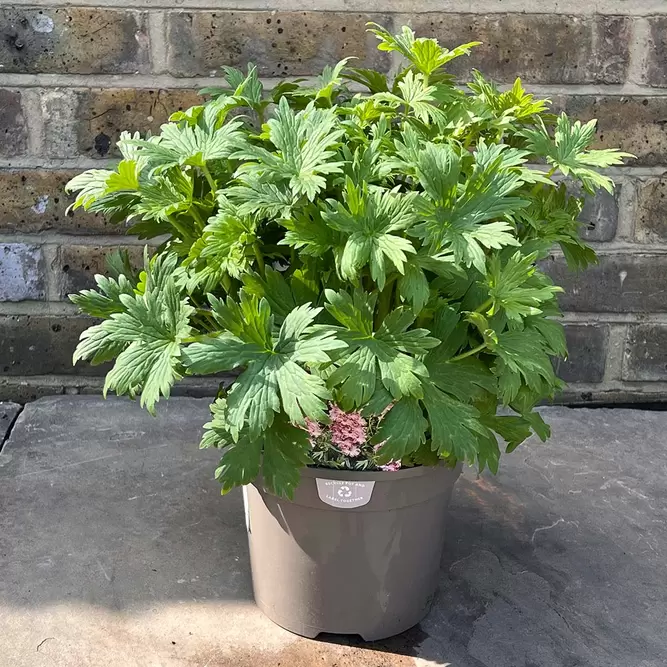 Delphinium Delgenius 'Juliette' (Pot Size 3L) Larkspur Perennial - image 1