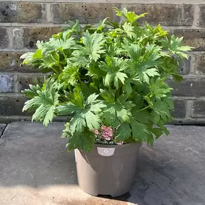 Delphinium Delgenius 'Juliette' (Pot Size 3L) Larkspur Perennial - image 1