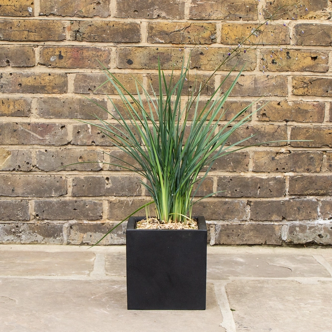 Dianella  revoluta  'Coolvista' (3Ltr) Flax Lilly - image 1