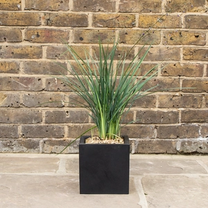 Dianella  revoluta  'Coolvista' (3Ltr) Flax Lilly - image 1