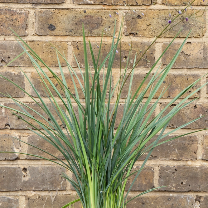 Dianella  revoluta  'Coolvista' (3Ltr) Flax Lilly - image 2
