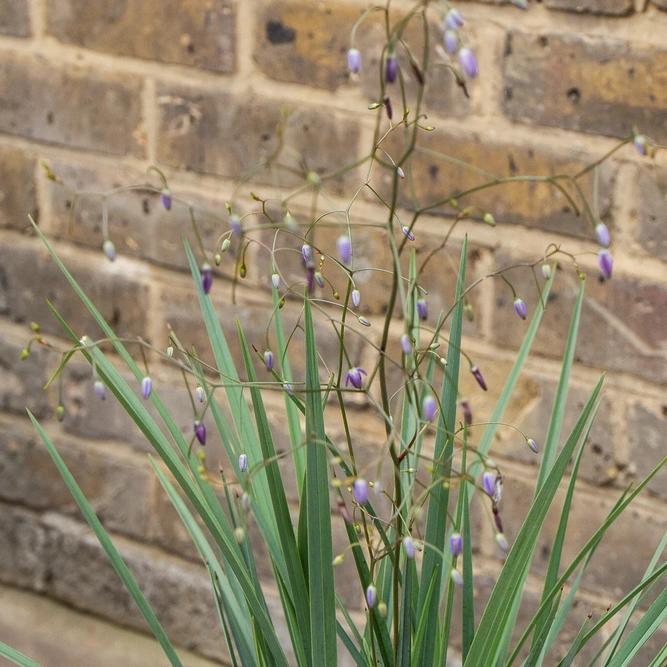 Dianella  revoluta  'Coolvista' (3Ltr) Flax Lilly - image 3