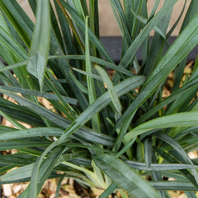 Dianella  revoluta  'Coolvista' (3Ltr) Flax Lilly - image 4
