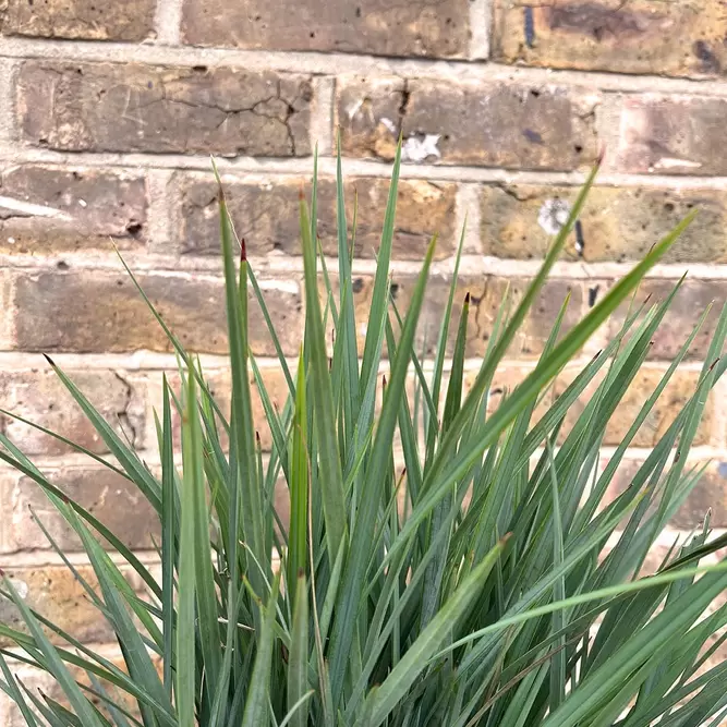 Dianella revoluta 'Coolvista' (Pot Size 4L) - Blueberry Lily - image 1