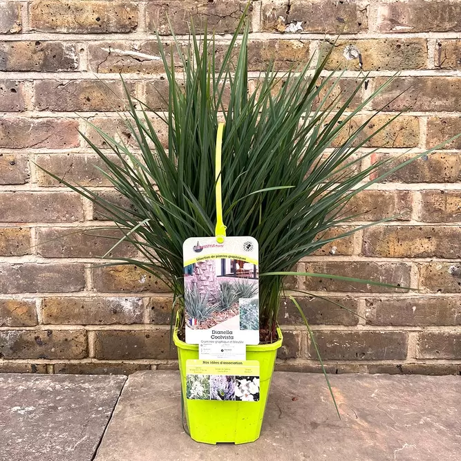 Dianella revoluta 'Coolvista' (Pot Size 4L) - Blueberry Lily - image 2