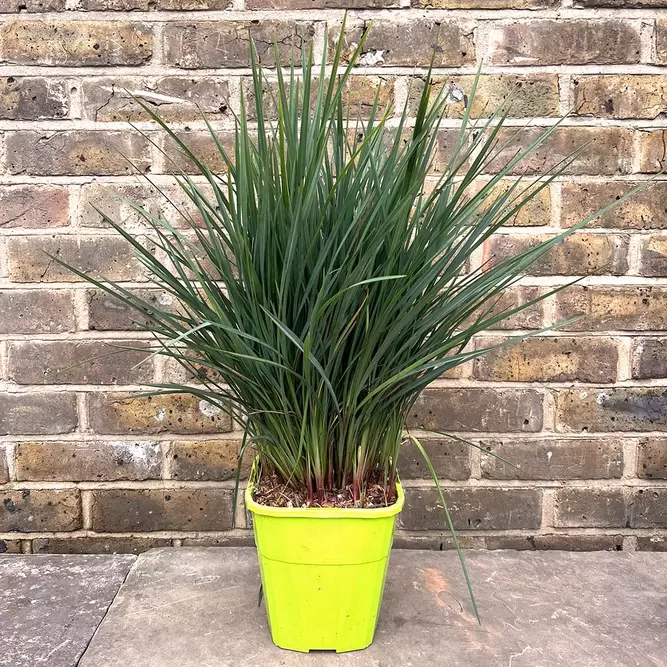 Dianella revoluta 'Coolvista' (Pot Size 4L) - Blueberry Lily - image 3