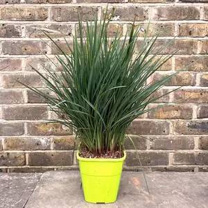 Dianella revoluta 'Coolvista' (Pot Size 4L) - Blueberry Lily - image 3