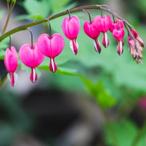 Dicentra spectabilis Bleeding Heart (Pot Size 3ltr) Perennial - image 1