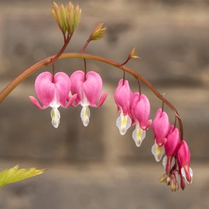 Dicentra spectabilis Bleeding Heart (Pot Size 3ltr) Perennial - image 2